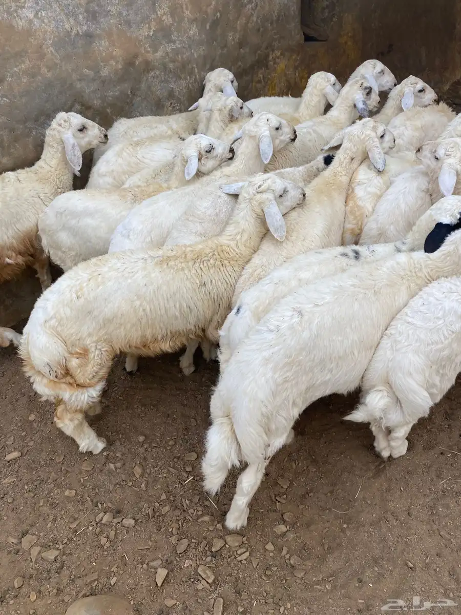 خرفان ورخال العدد 20 0