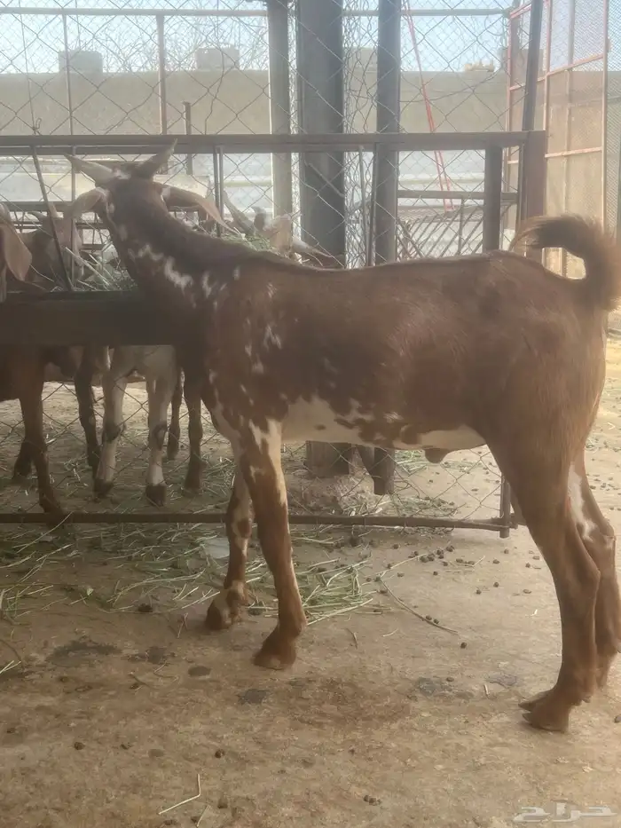مشروع فحل جذع. تم البيع 1