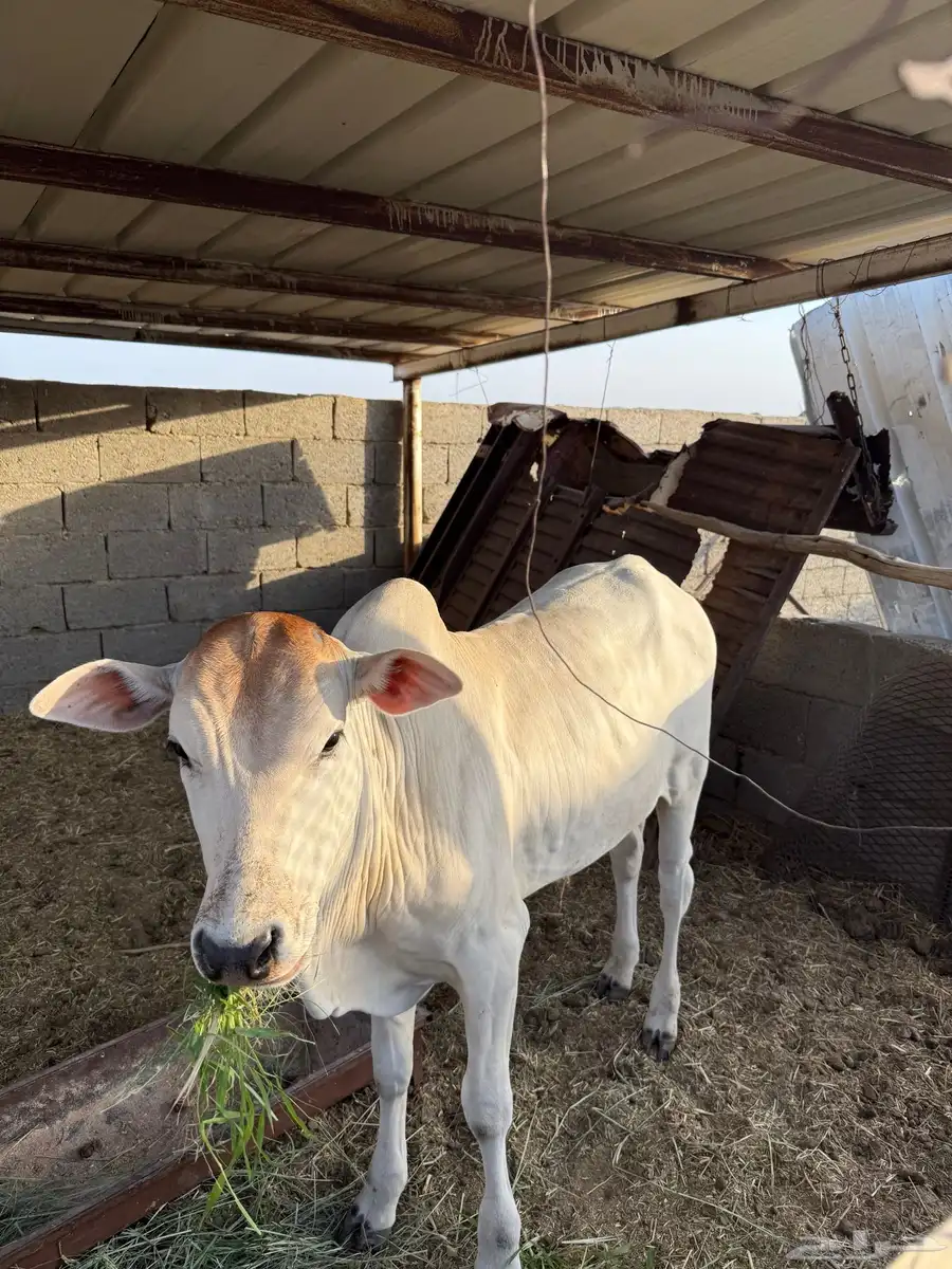 الجعبه 1