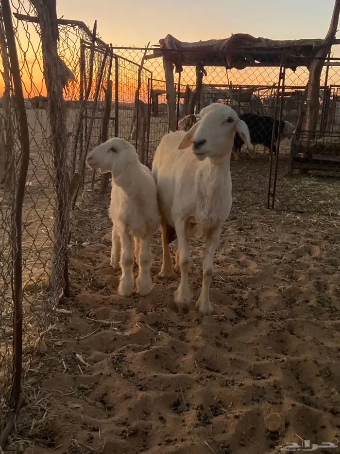 حريه حدرها خروف 0