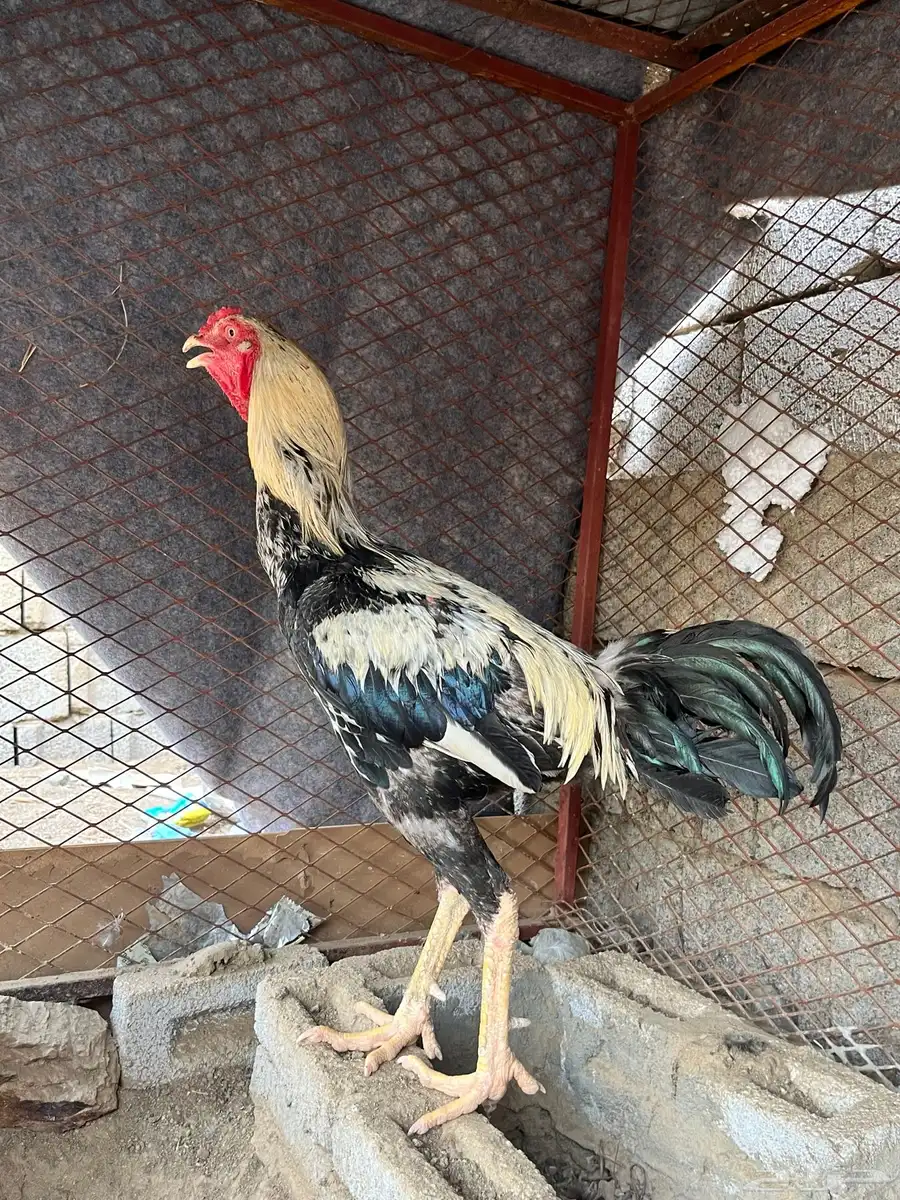 ديك بكستاني 2