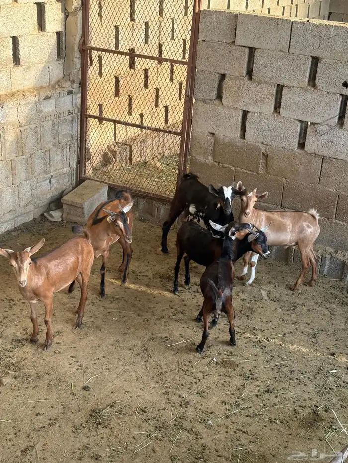 تيوس جذعان نظيفة 9
