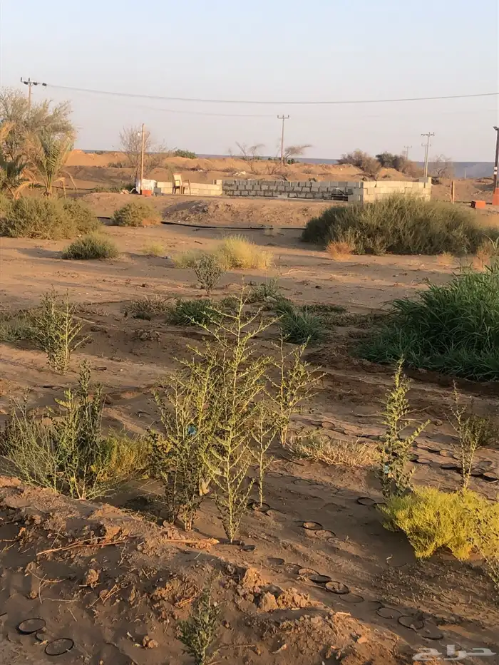 سدر بلدي شتلات سدر بلدي 3