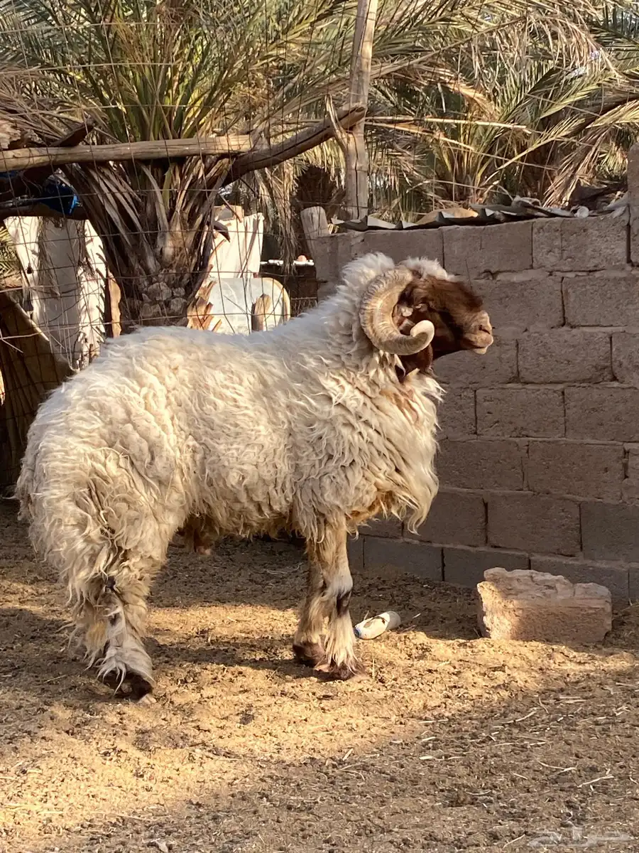 فحل نعيمي صنف 3
