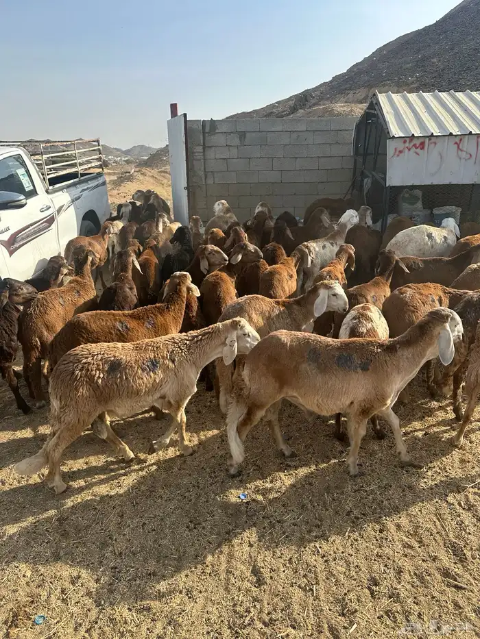 طليان سواكن حمري 8