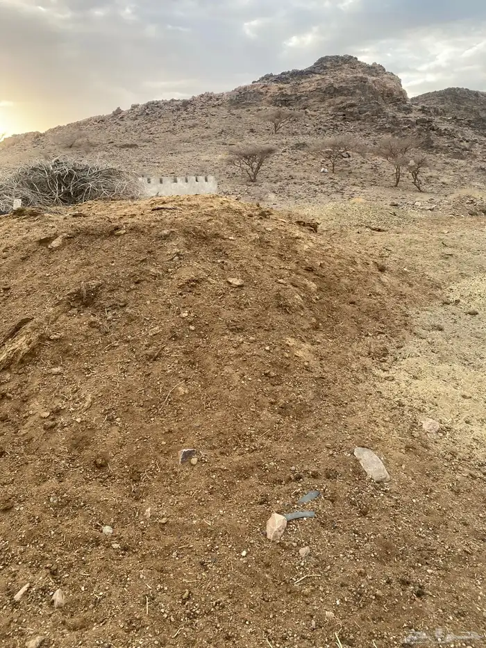 زمن عنم للبيع قديم 1