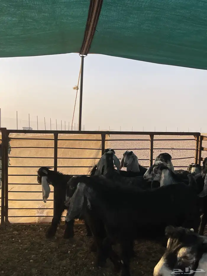 تيوس منادي الضهور فل فل 4