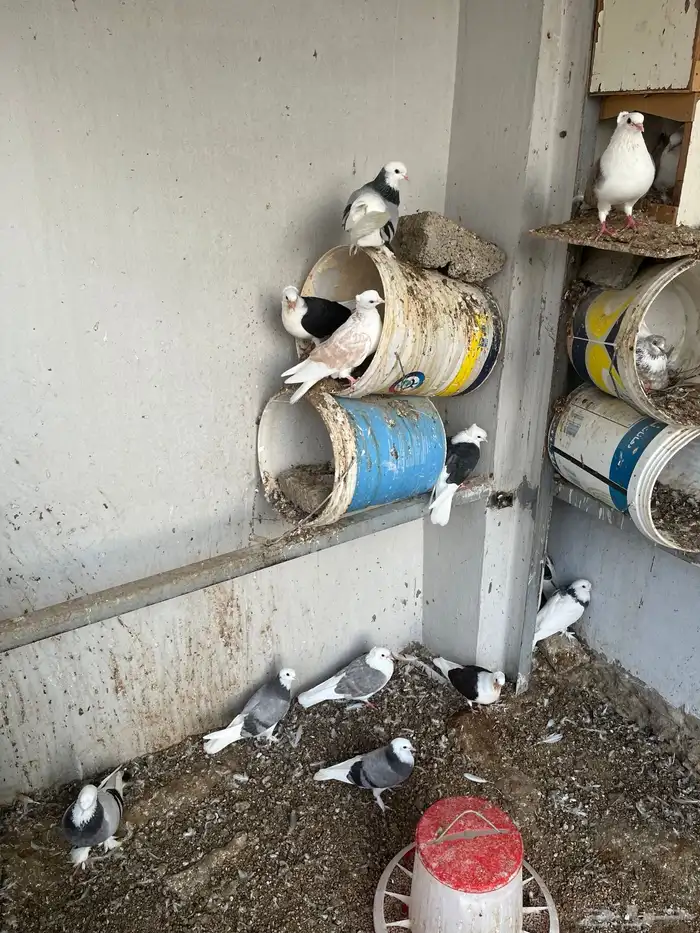 مكه اللحيانيه 0