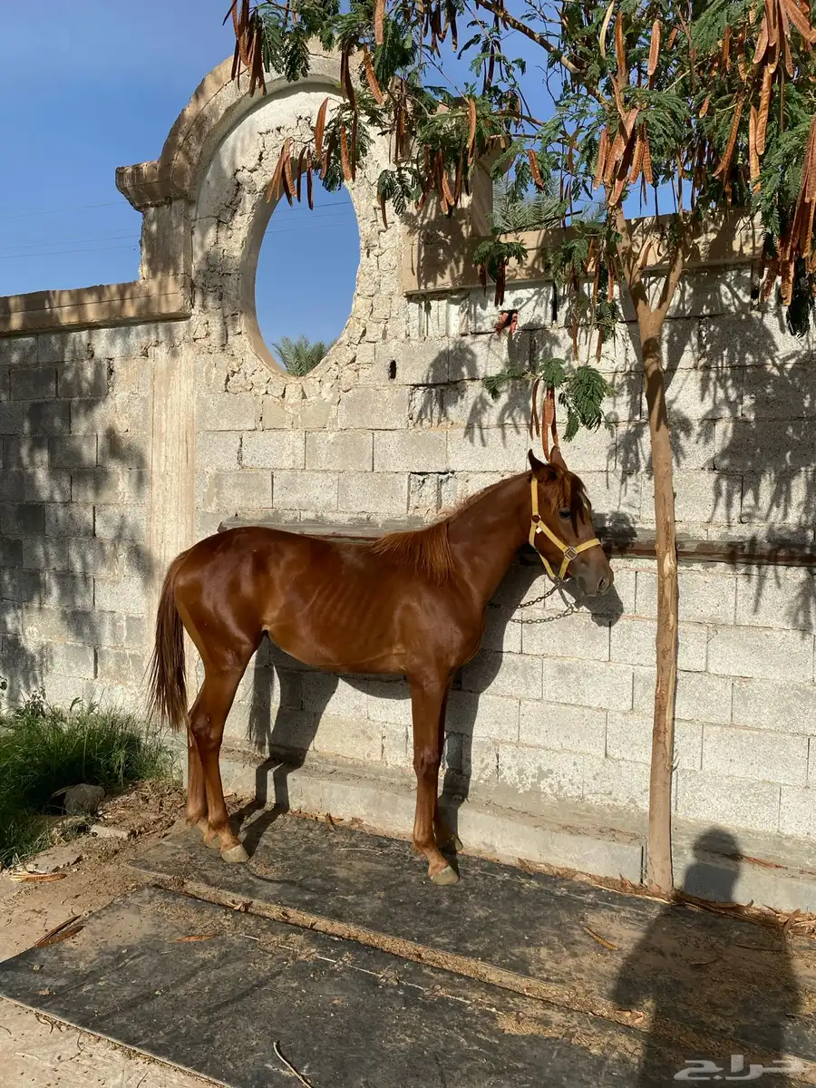 مهره وفرس 0