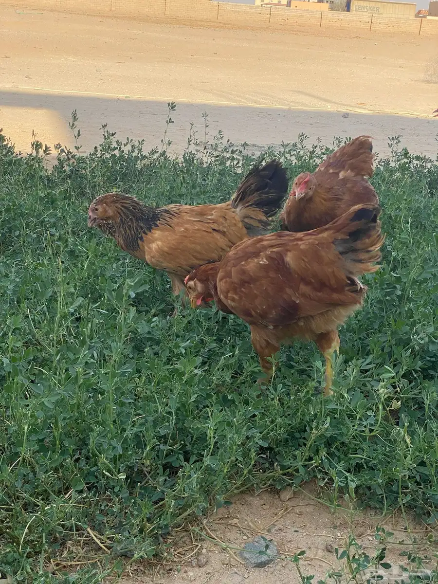 فراريج براهمه 2
