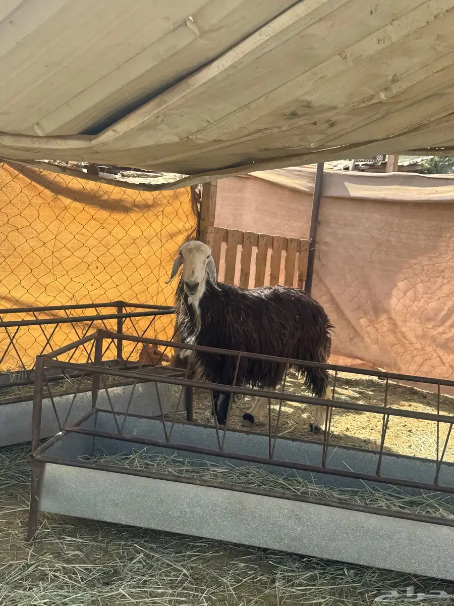 نعجه دافع 1