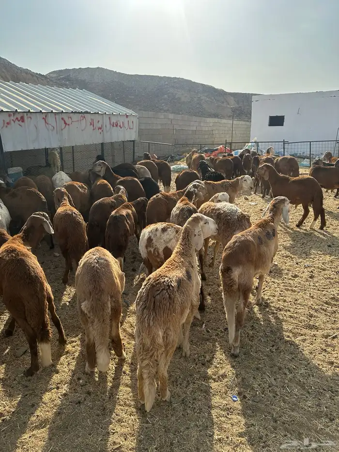 طليان سواكن حمري 7