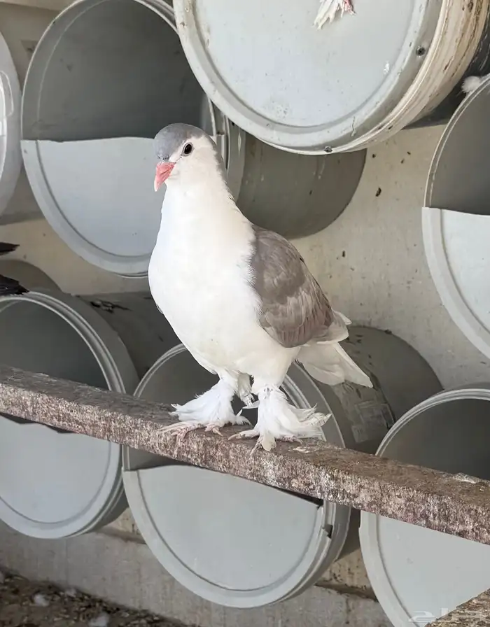 طبات حمام شيرازي للبيع 1