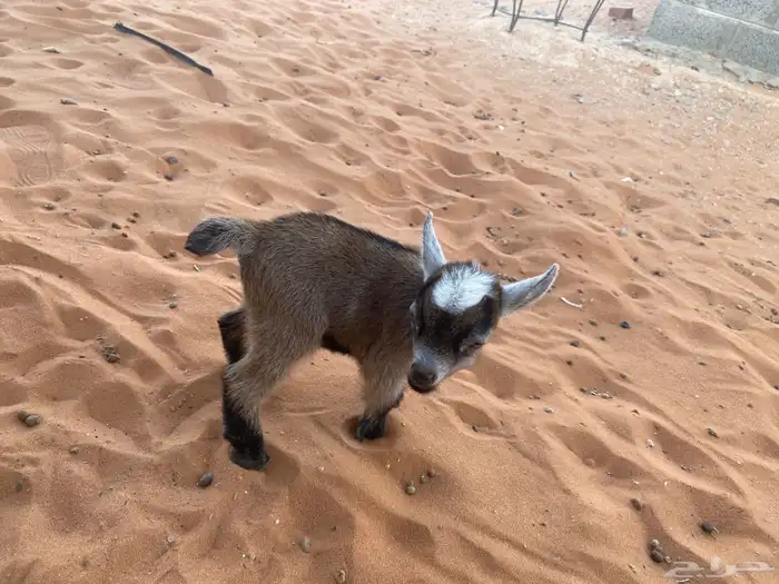 ماعز قزم 1