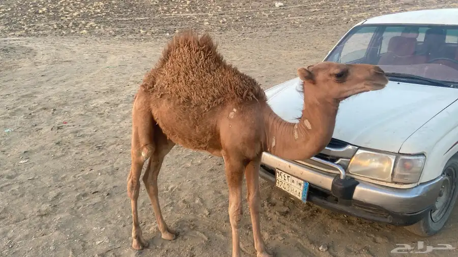 قعدان 2 1