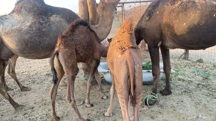 قعدان 2 0