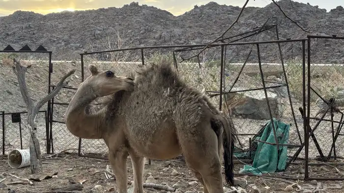 بكرتين للبيع عمارها 6 شهور 3