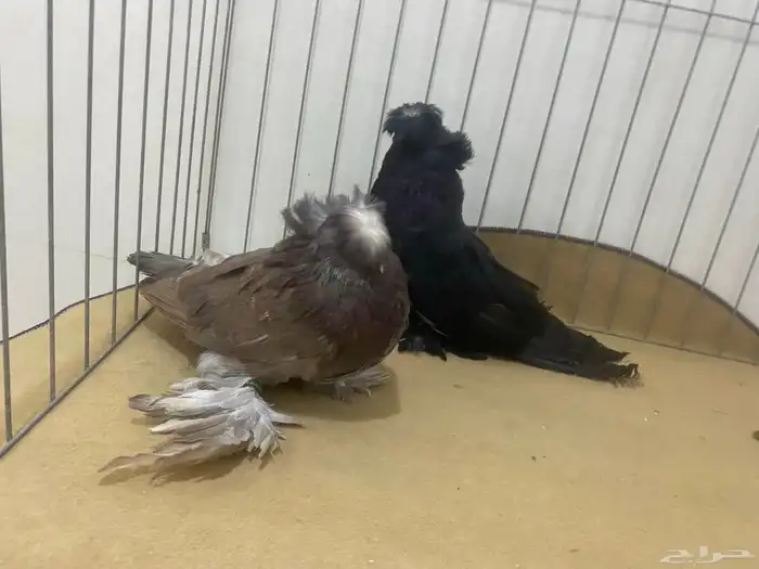 حمام بخاره 3