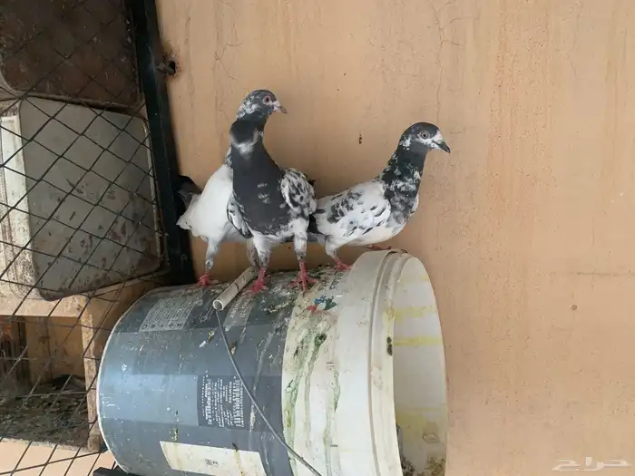 حمام بكستاني وهزازي طيور طيبه 5
