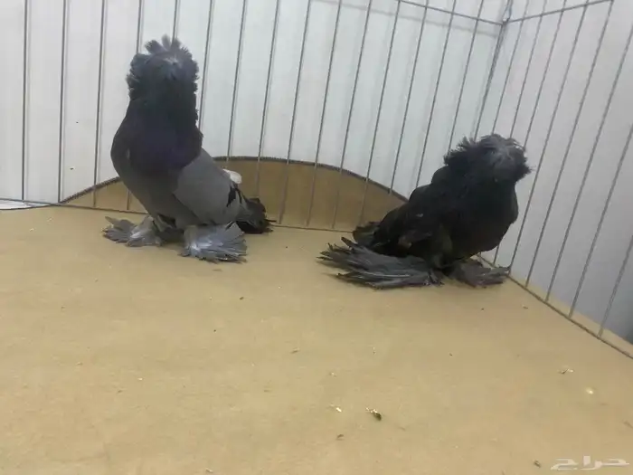 حمام بخاره 0