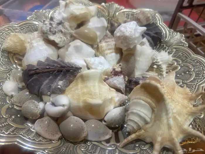 مجموعة اصداف جميلة ونادرة للبيع من دون الإناء 0