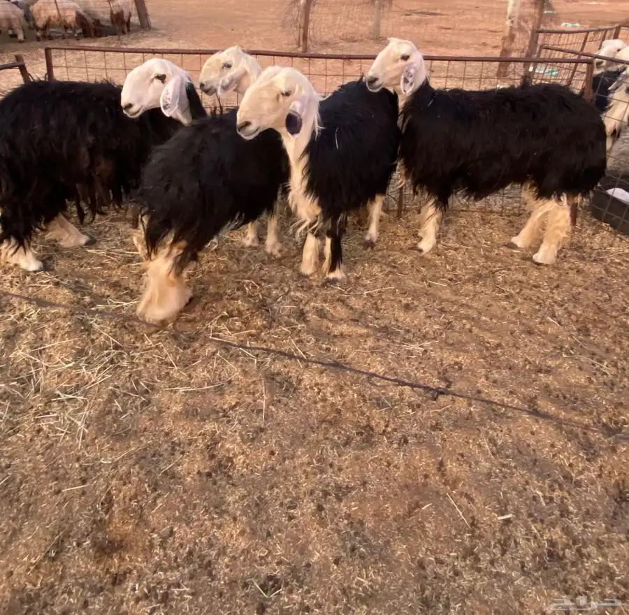 رخال حيل 0