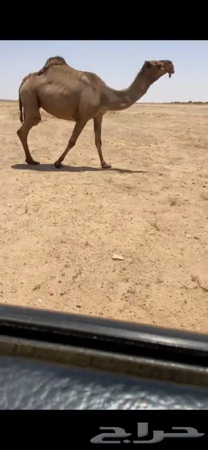 لقحه صفرا 0
