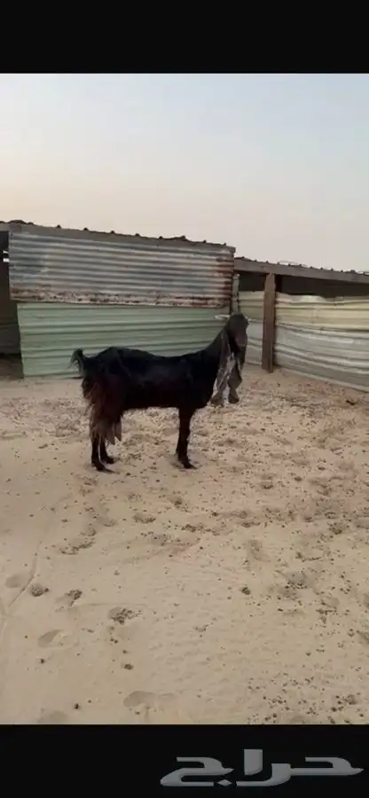 معزا طيبه 1