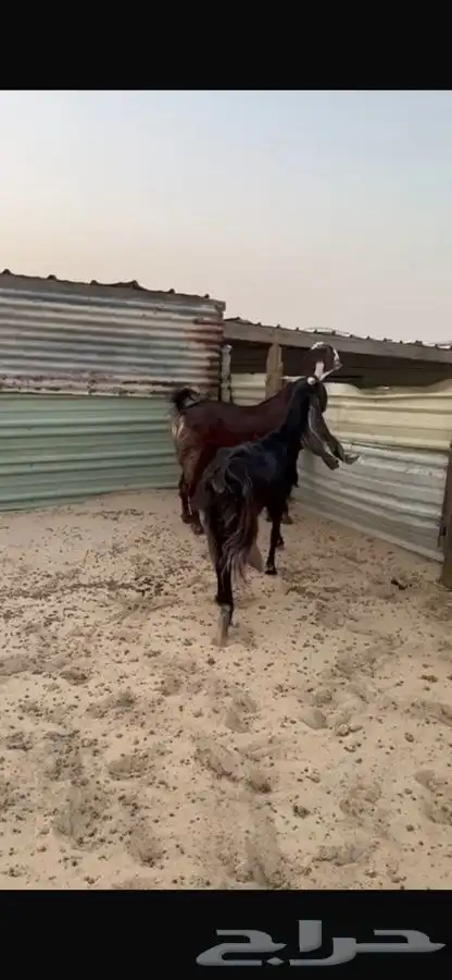 معزا طيبه 3