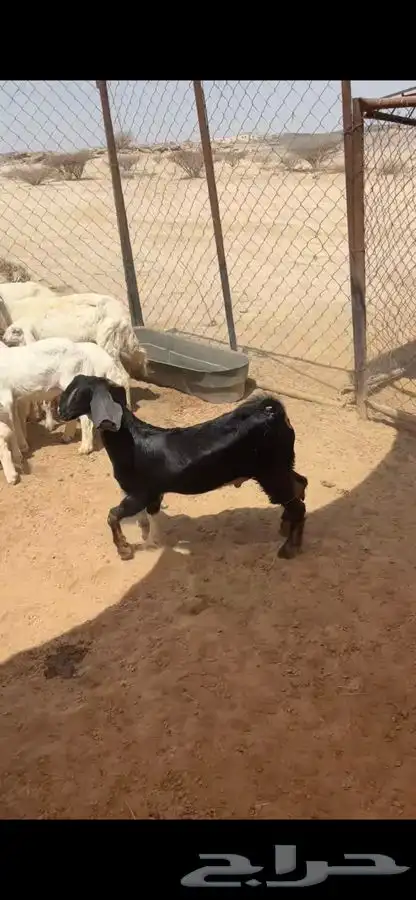 تيوس 2