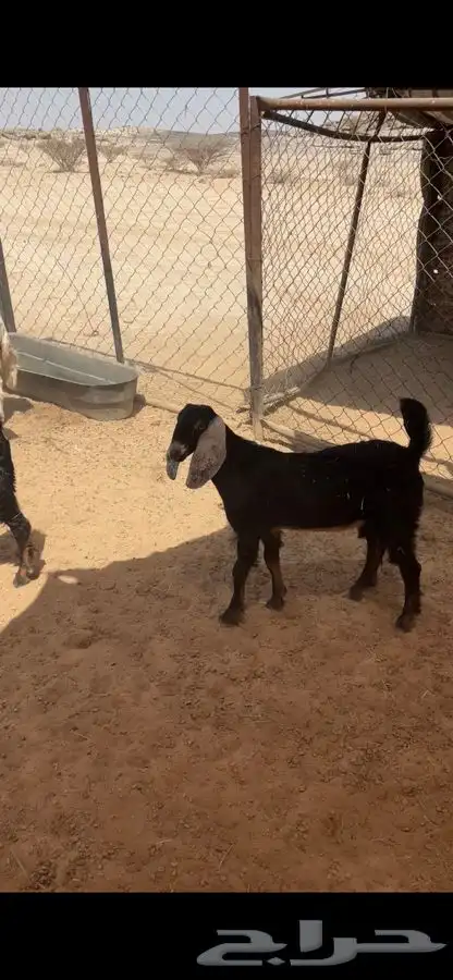 تيوس 0