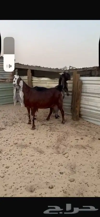 معزا طيبه 6