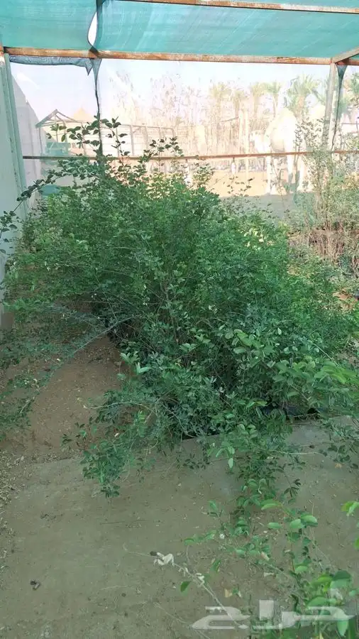 اشجار منوعه البيع سمح اللى بيترزق الله 0