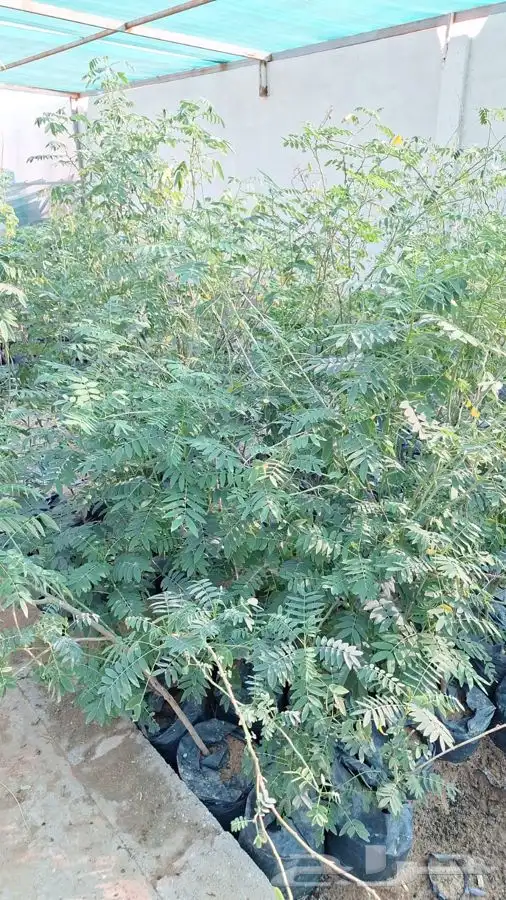 اشجار منوعه البيع سمح اللى بيترزق الله 6
