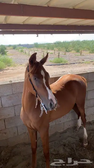 مهر شعبي للبيع 3
