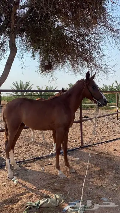 مهر شعبي للبيع 2