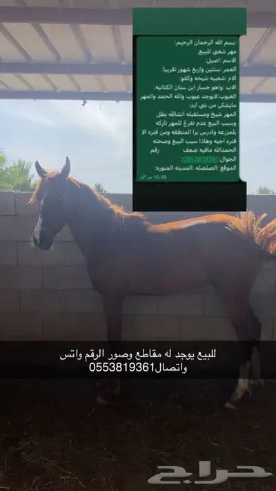 مهر شعبي للبيع 0