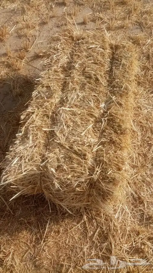 تبن بر قمح شد 90 0