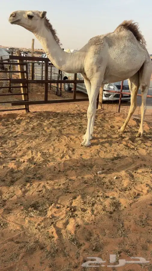 مفروده شقحاء غييثيه 0