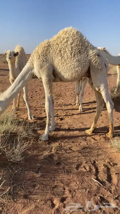 حاشي لباني 0