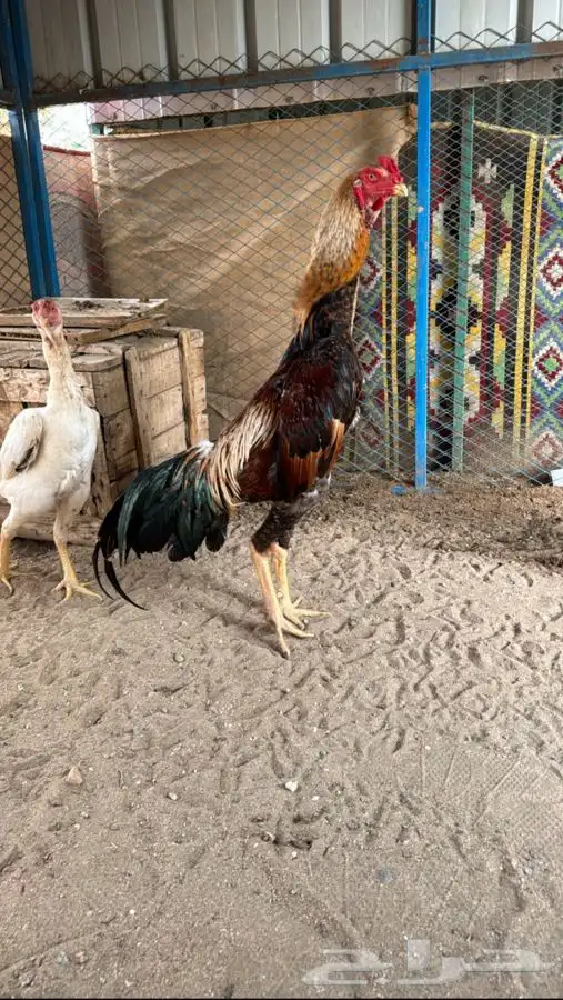 ديك شامو ياباني 0