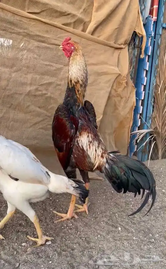 ديك شامو ياباني 3