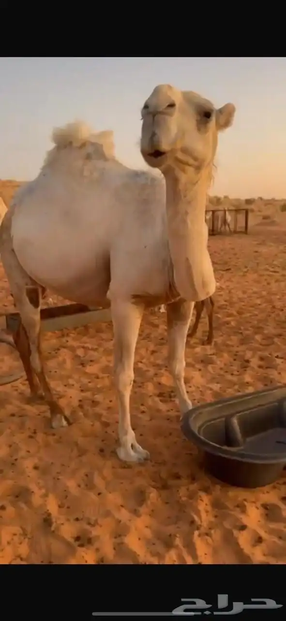 بكره جذعه رمانيه الموقع حايل رقم الجوال 0