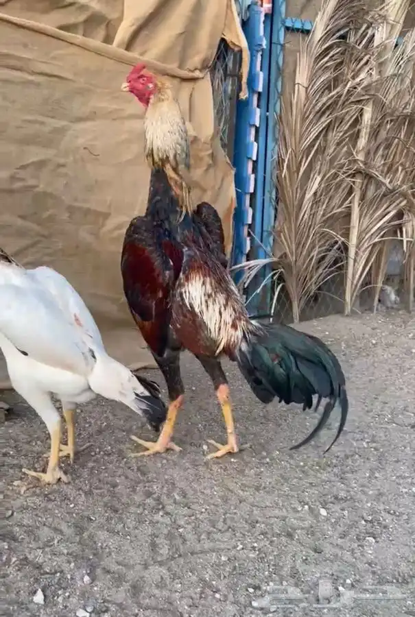 ديك شامو ياباني 2