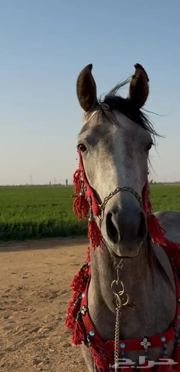 مهره عربيه شعبيه 1