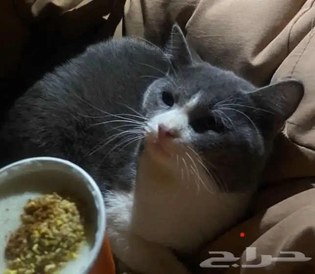 قط مفقود 1