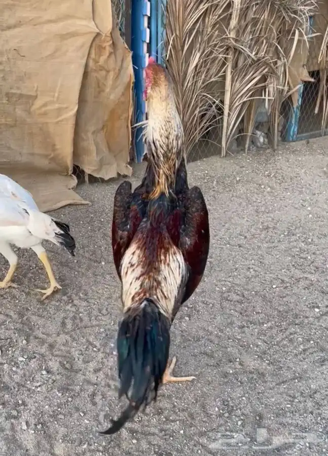 ديك شامو ياباني 1
