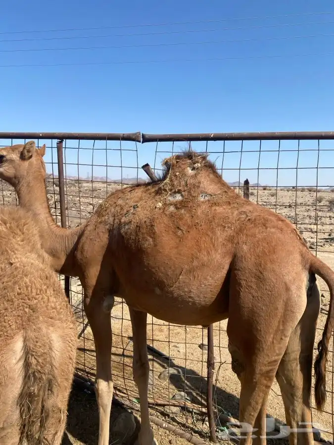 للبيع حشو 1
