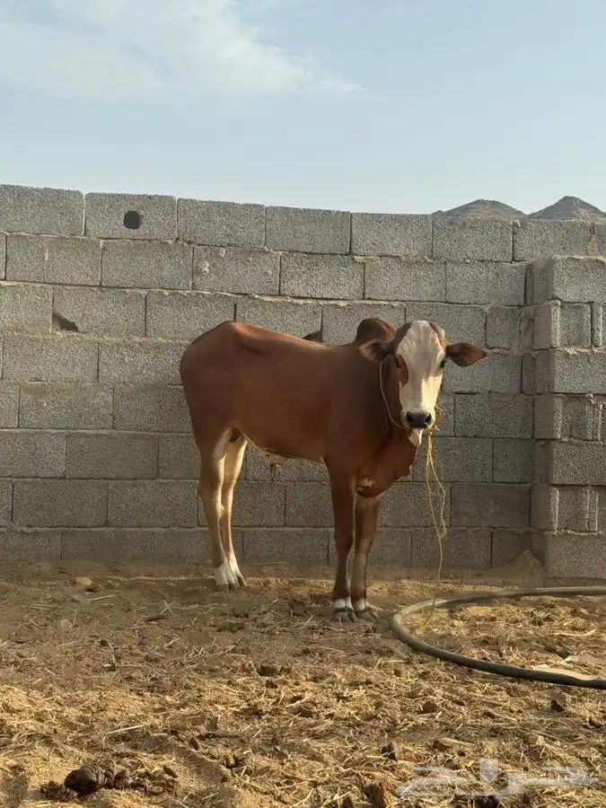 حسيل بلدي نظيف 0