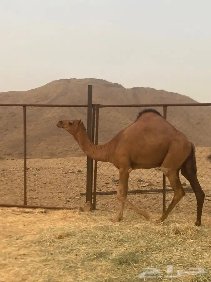 بكار فواخر 1